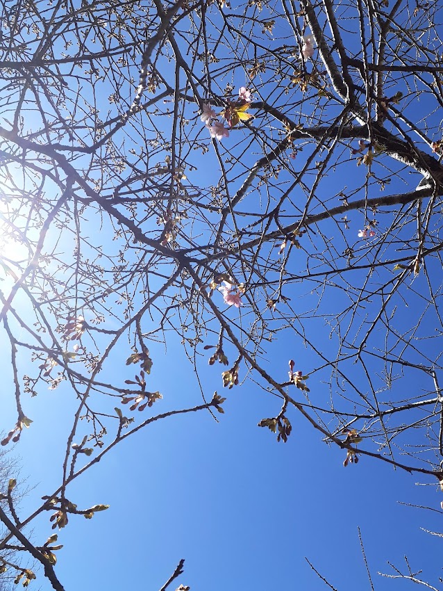 大楠山