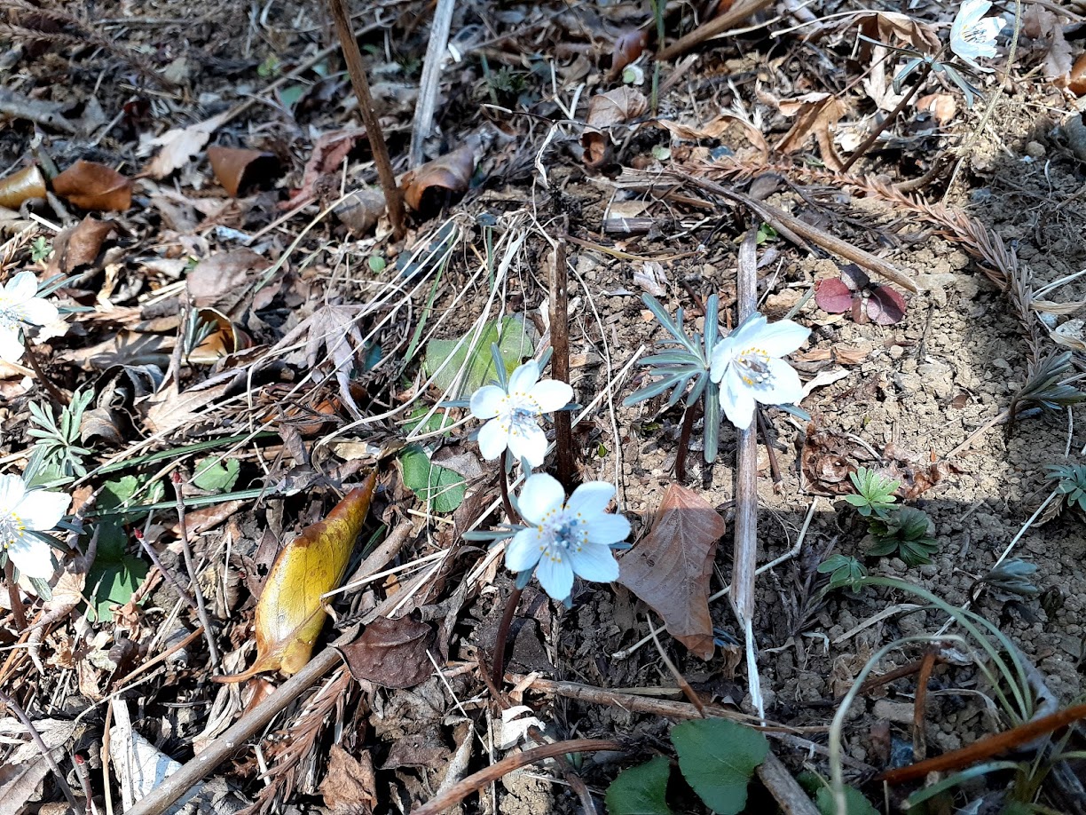 嬬恋村鹿沢 村上山